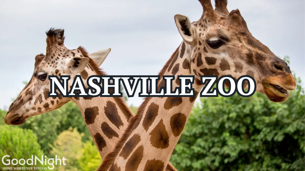A vibrant exterior scene at the Nashville Zoo featuring giraffes amidst lush greenery. The picture captures a family-friendly, joyful atmosphere with opportunities for animal watching and educational tours.